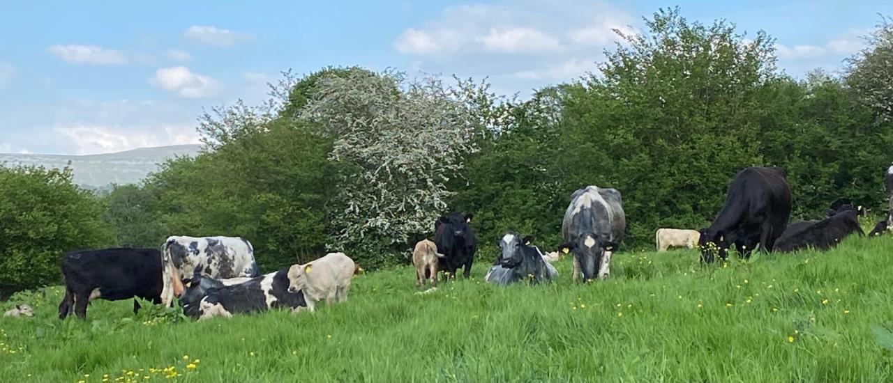 Pant Llwyd Farm Villa Llangynidr Eksteriør billede